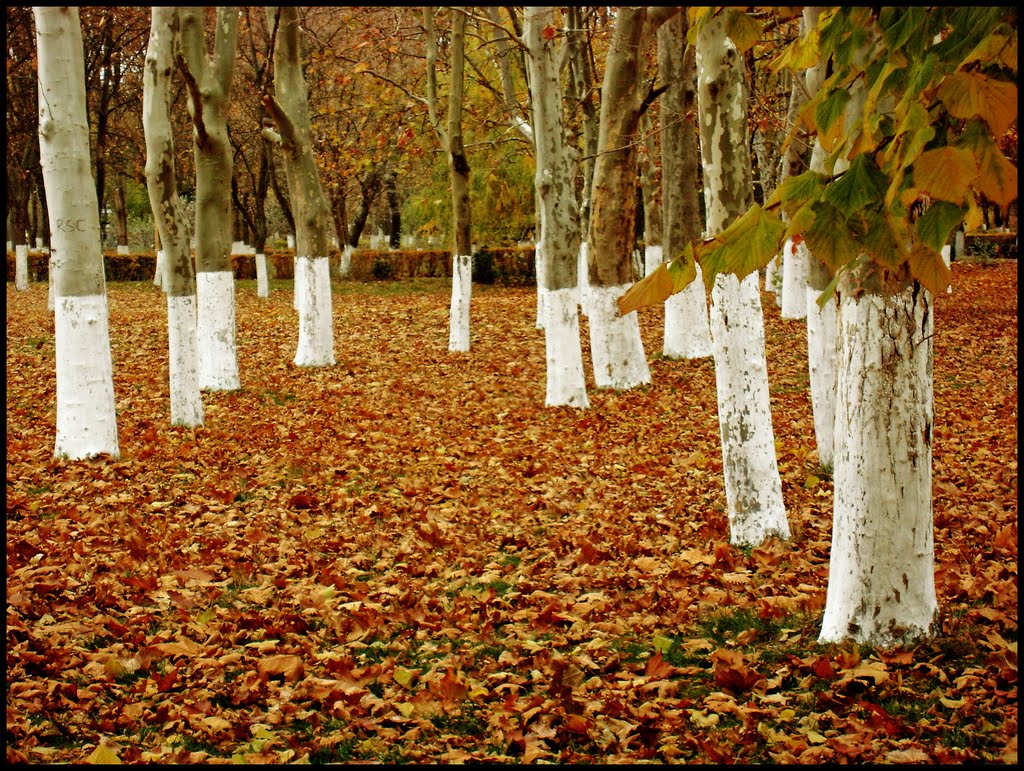 Parcul Tăbăcăriei în noiembrie by Sergiu Gabriel Sîrbu