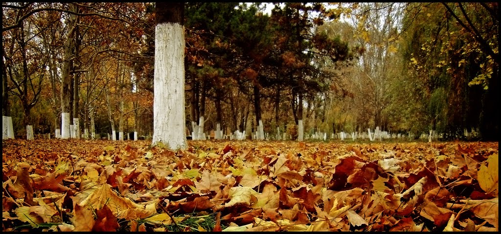 Parcul Tăbăcăriei by Sergiu Gabriel Sîrbu