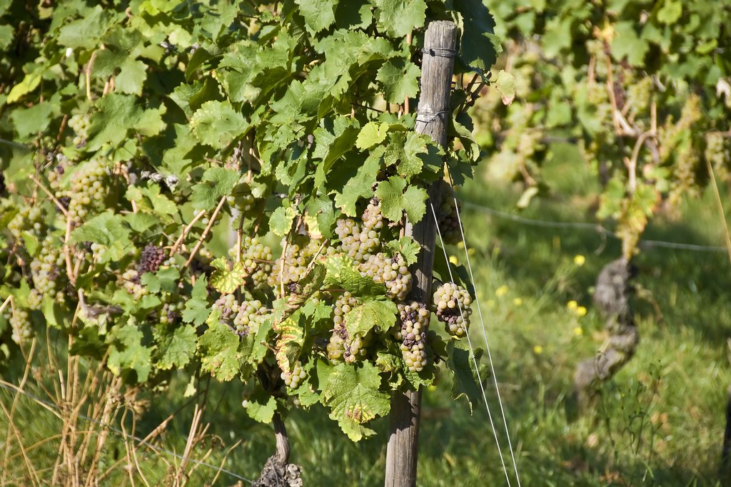 Riesling vineyards of the Rheingau at Rüdesheim by Fred Henstridge