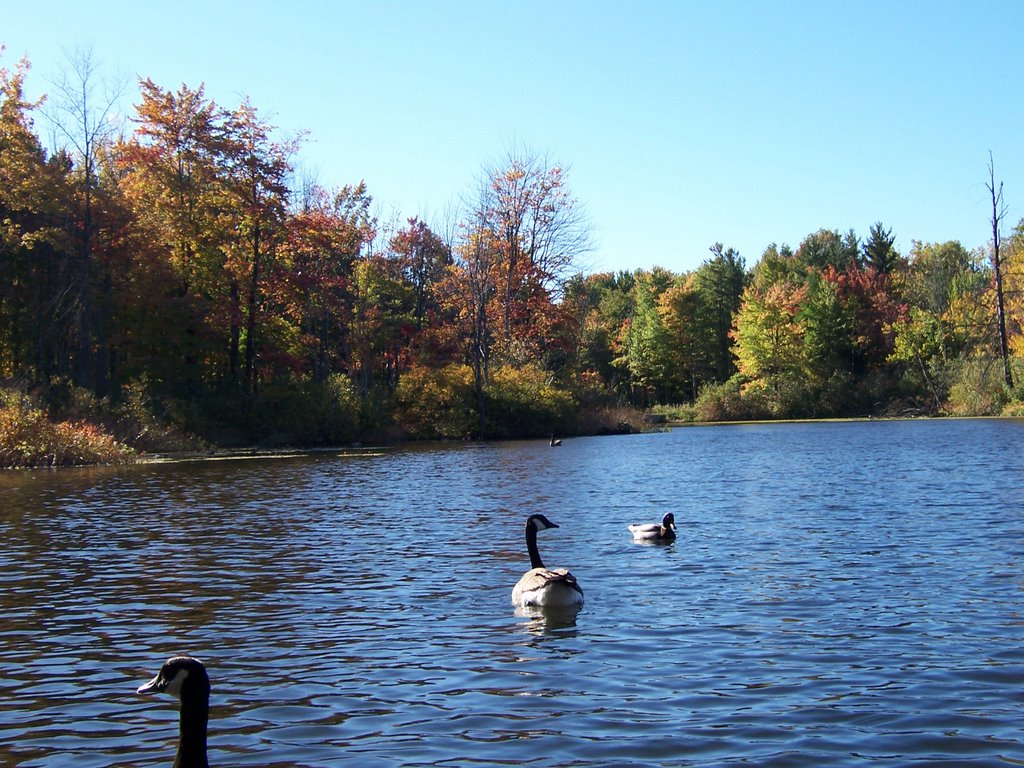 Duck Pond @ Chagrin Valley Reservation by seanchamberlin