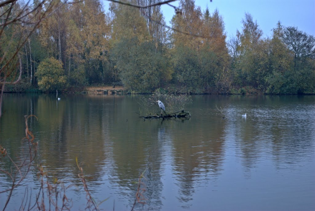 Grey Heron by rob.s.ng15