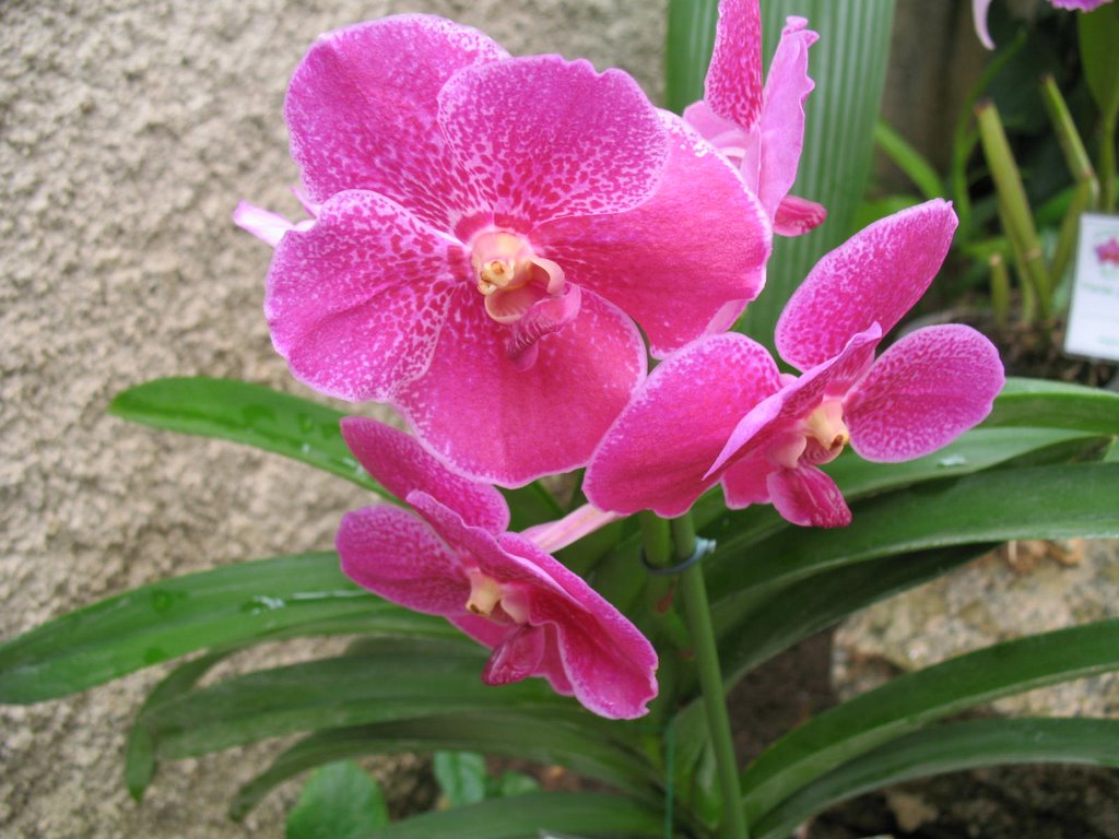 Orquidea - orquidário- santos- brasil by evaristo-léa leal