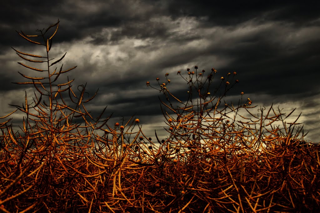 Autumn with AMAZING SKY (for my Friend ARKDIY) by Adem Dogan