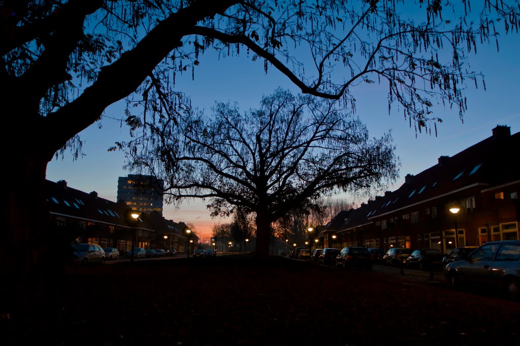 Evening tree by a77ard