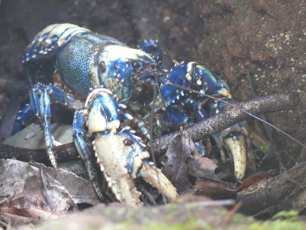 Lamington NP blue mountain crayfish by Slawec of Poland