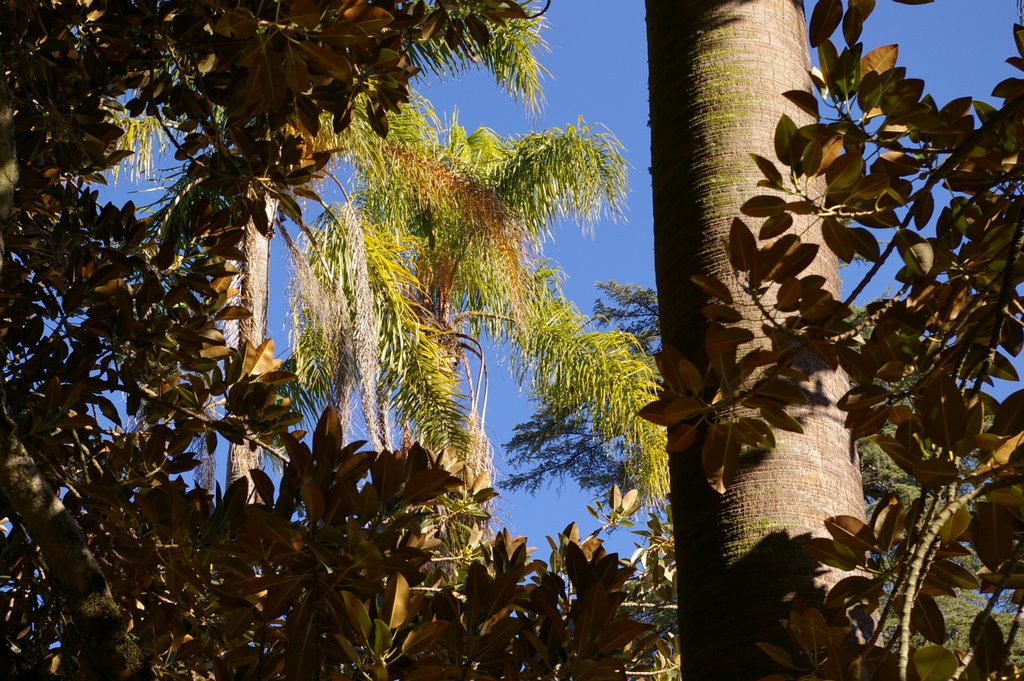 Jardim Botânico by Carlos Berardo