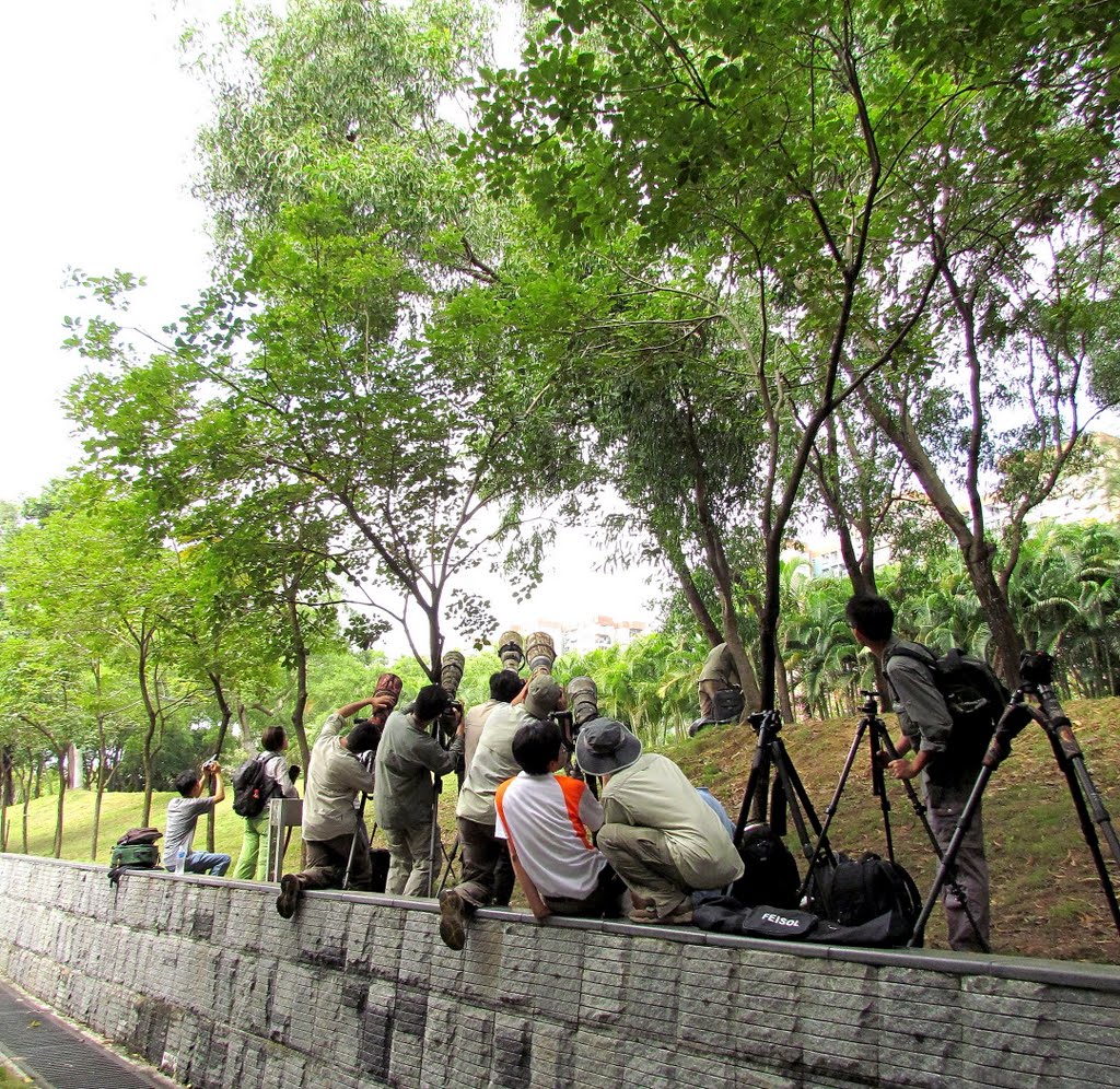 夜鷹 welcome party for our visitor: Grey Nightjar [Caprimulgus inidcus] by Percy Tai  漆園童