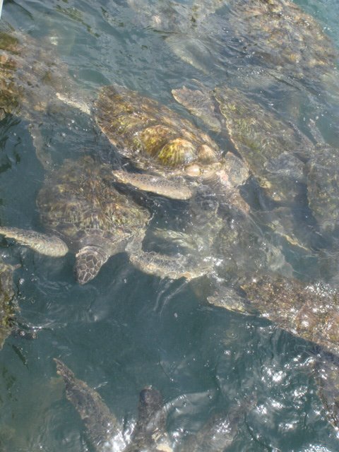 Turtle farm by nancybaez