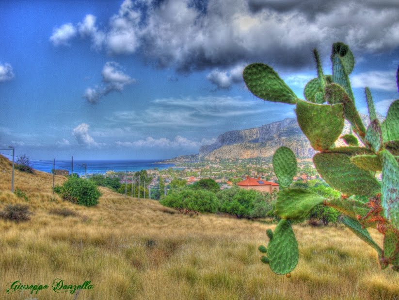 Sicilian prickly pear by giuseppe donzella