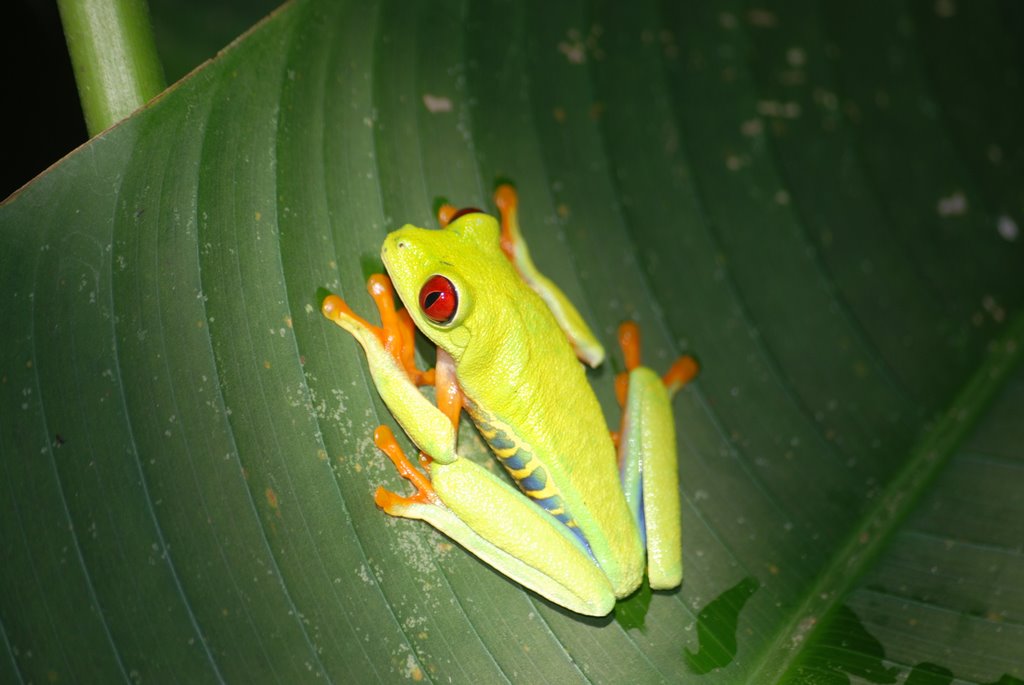 Limón Province, Costa Rica by moabi50dibetou