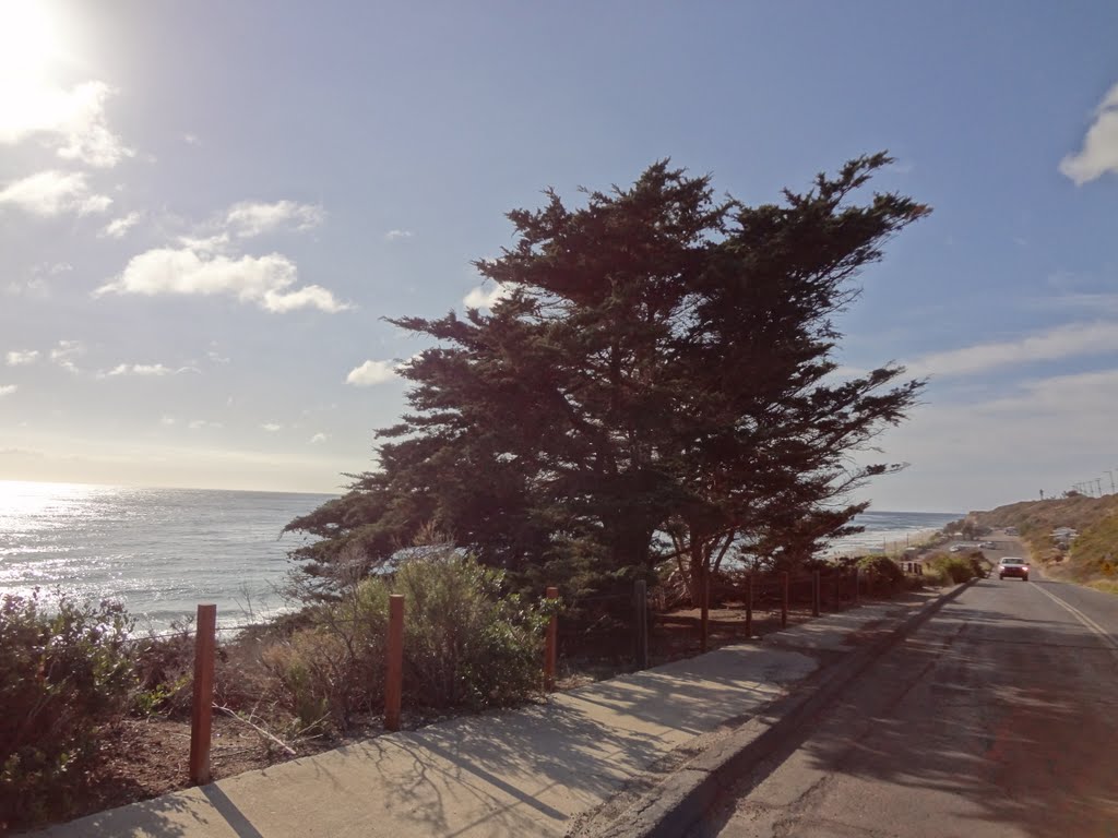 Cypress Trees at Leo Carrillo State Beach by Alan Fogelquist