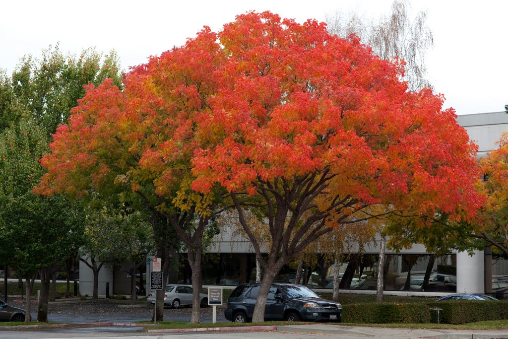 Sunnyvale Maude Fall Colors by dmitry_com