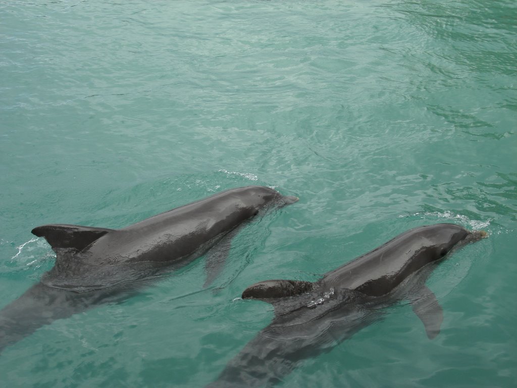 Dolphin Cove in Ocho Rios Jamaica, Norwegian Dawn November 2007 by Pianoman6582