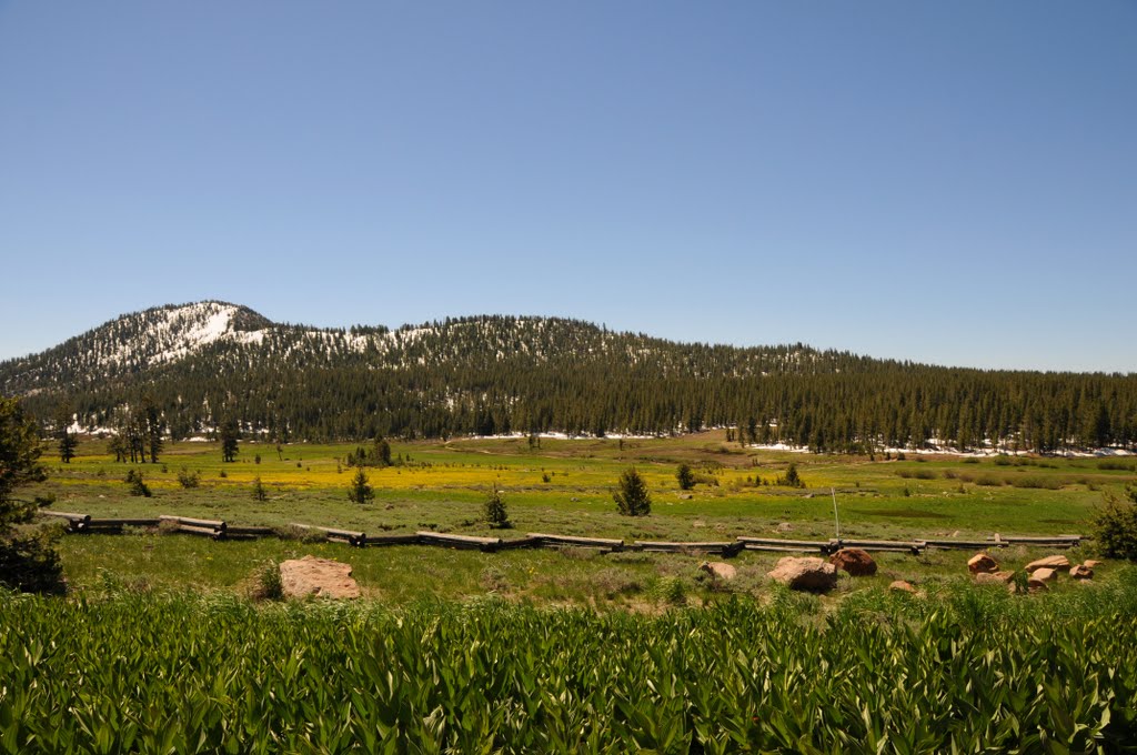 Mount Rose; Tahoe Midows by Phil Nieto