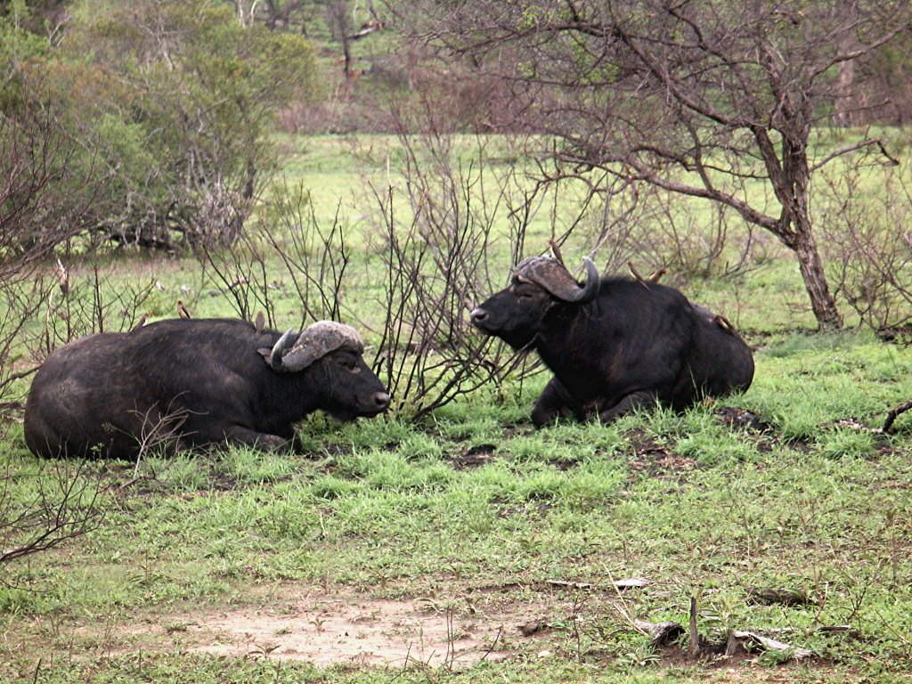 Buffalos at Kruger National Park by R.Bromm