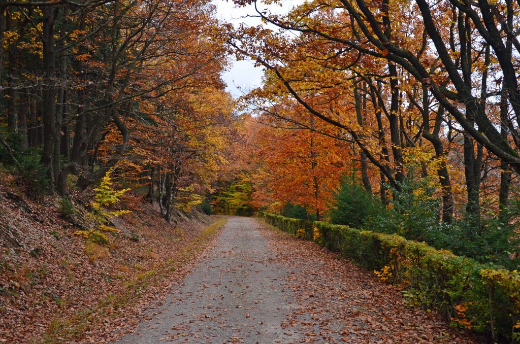 Weg Dreilägerbachtalsperre by am286