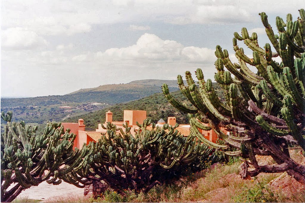 Cacti Everywhere by Anton Trötscher