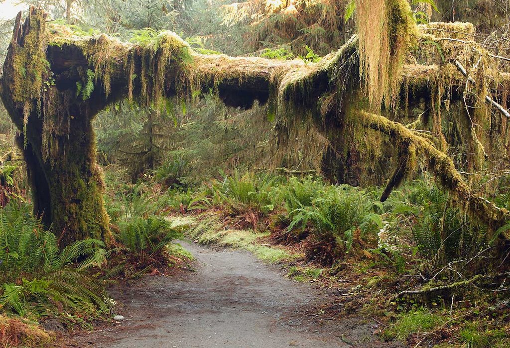 Mossy Overpass by Kris Minnear