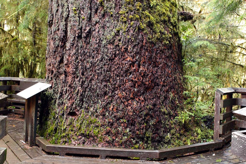 Deck along Large Tree by Kris Minnear