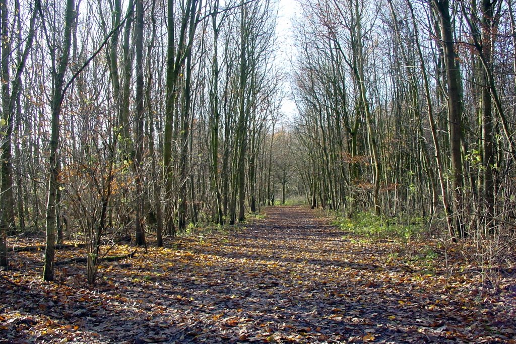 Forest near Willemstad by gammo_team