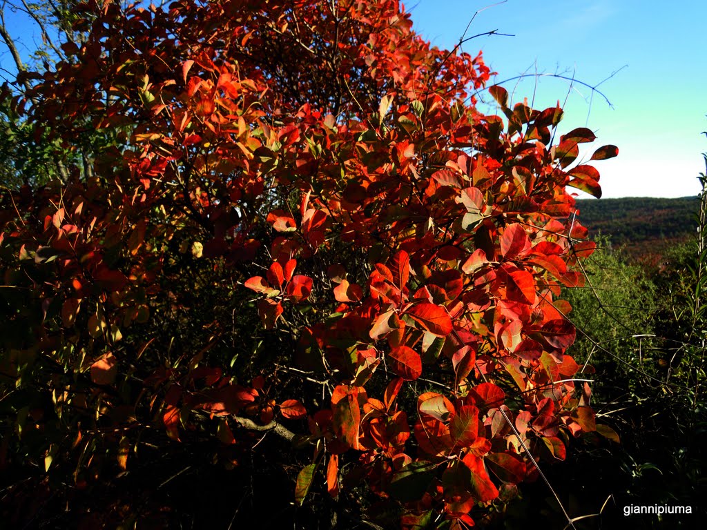 Colori d'autunno nel Carso by giannipiuma