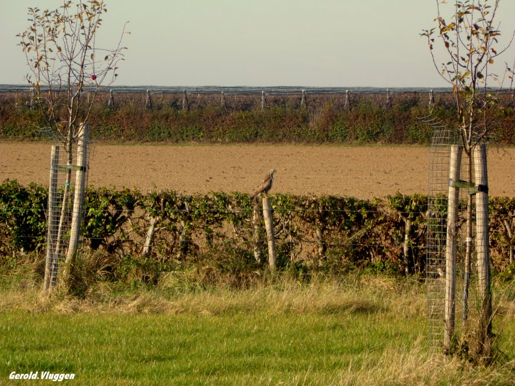 Een Valk toegekend RAAR...........Nov. 2011 by Gerold Vluggen