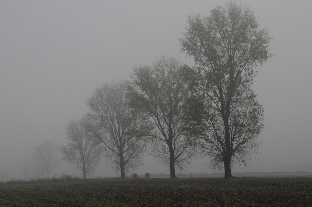 Alberi che svaniscono nella nebbia by pingu57