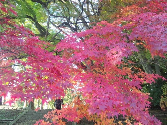 Sendai.Miyagi-仙台賀茂神社イロハモミジ by aotsuki