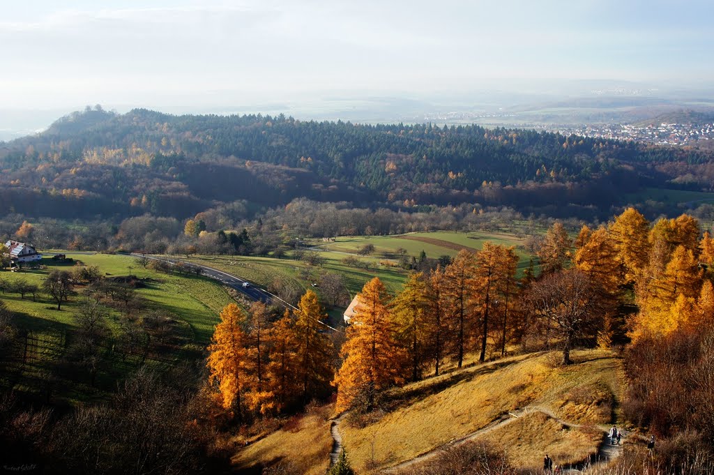 Jusi -Lärchengruppe im Herbst by Hartmut Scheuter