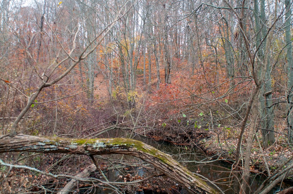 North Branch Big Timber Creek at Laurel Ravine by hoganphoto