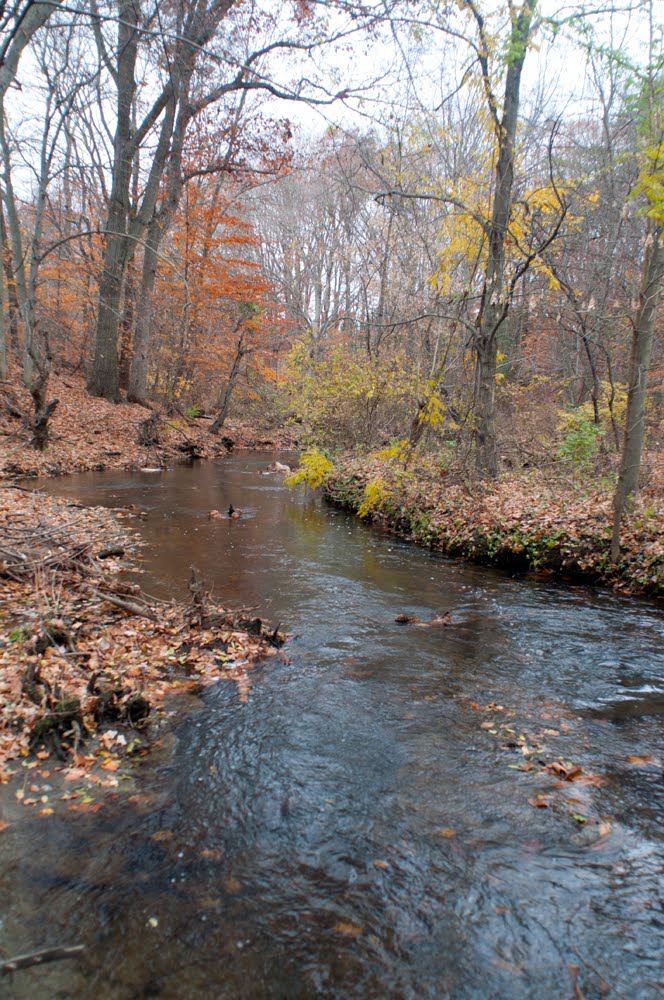 North Branch Big Timber Creek at Laurel Ravine by hoganphoto