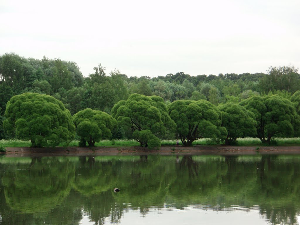 Decorative willows at Dekorativny pond in Izmaylovsky Park by IPAAT