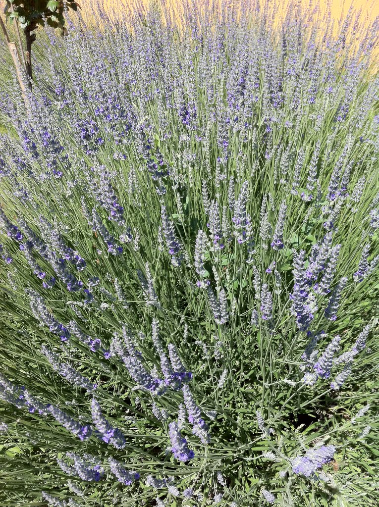 LAVANDA by asadria