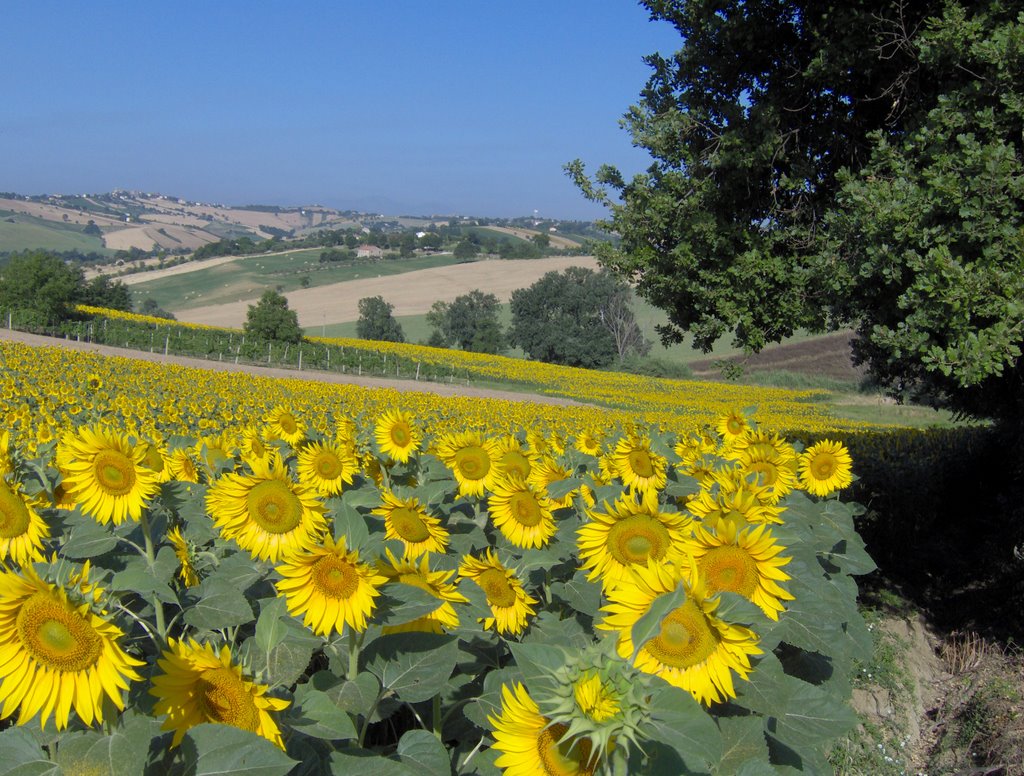 Campagne di Monte San Vito by Michele Mariani