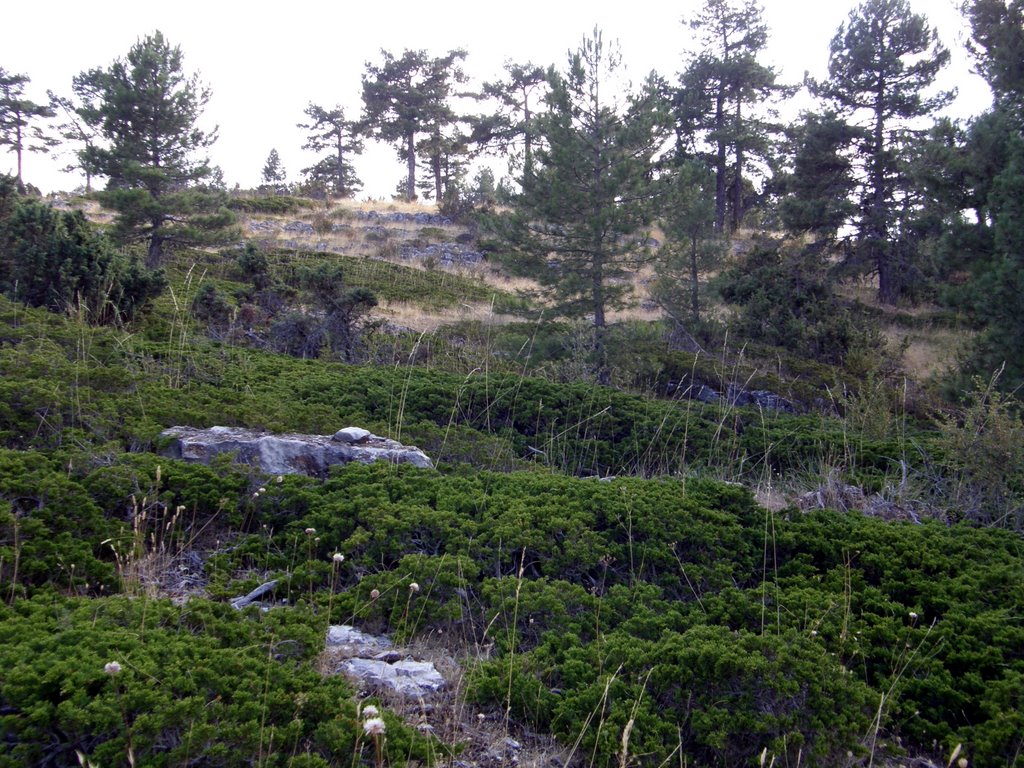 Sabinas rastreras by Alberto Asensio