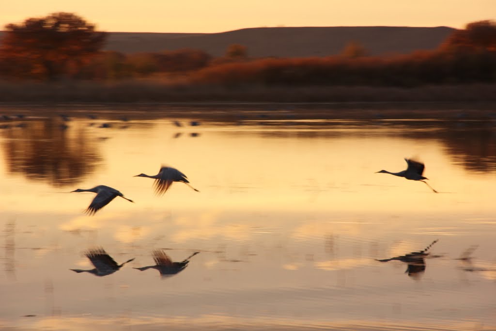 Sandhill Cranes, Bosquet del Apache, New Mexico by Will Reed