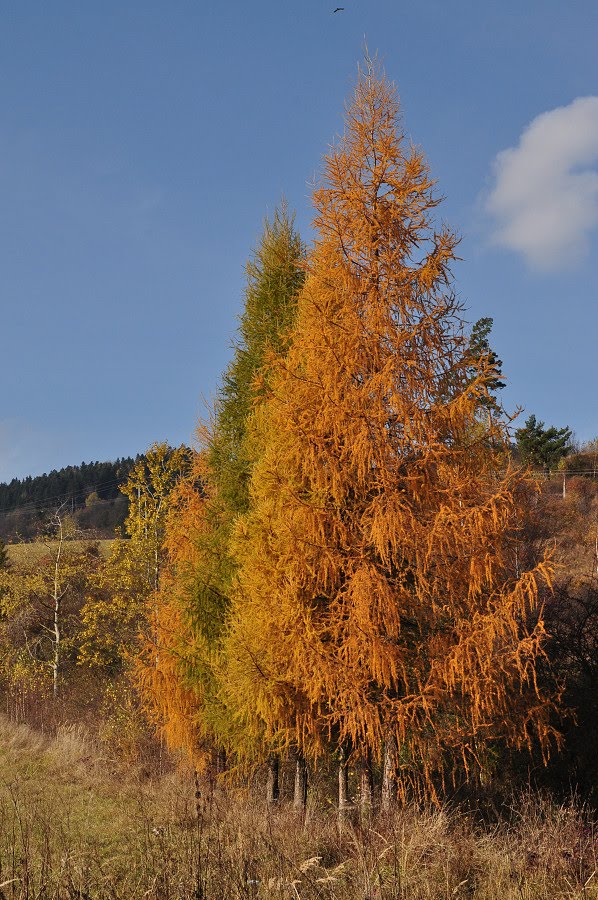 Tricolore by PavolG