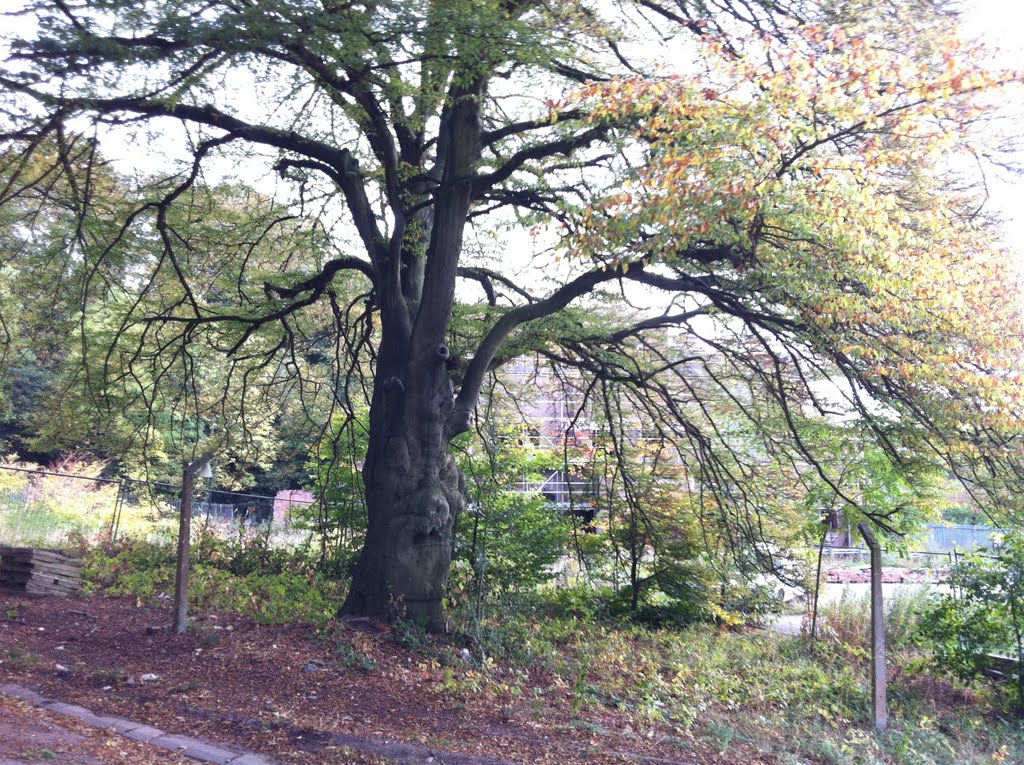 The Cursed Beech Tree by jezchef