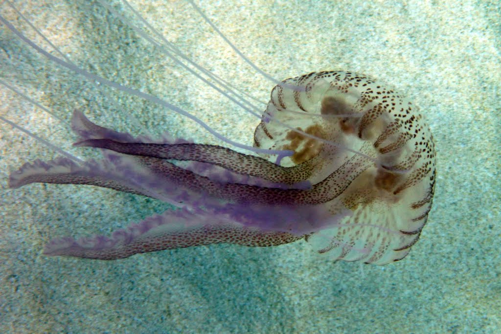 Mauve Stinger jellyfish (Pelagia noctiluca) trailing stinging tentacles by Adrian Allain