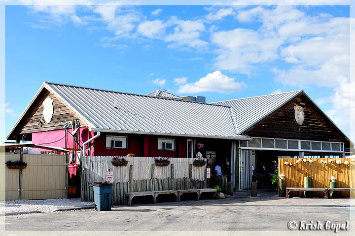 Sarasota - The Old Salty Dog by Krish Gopal