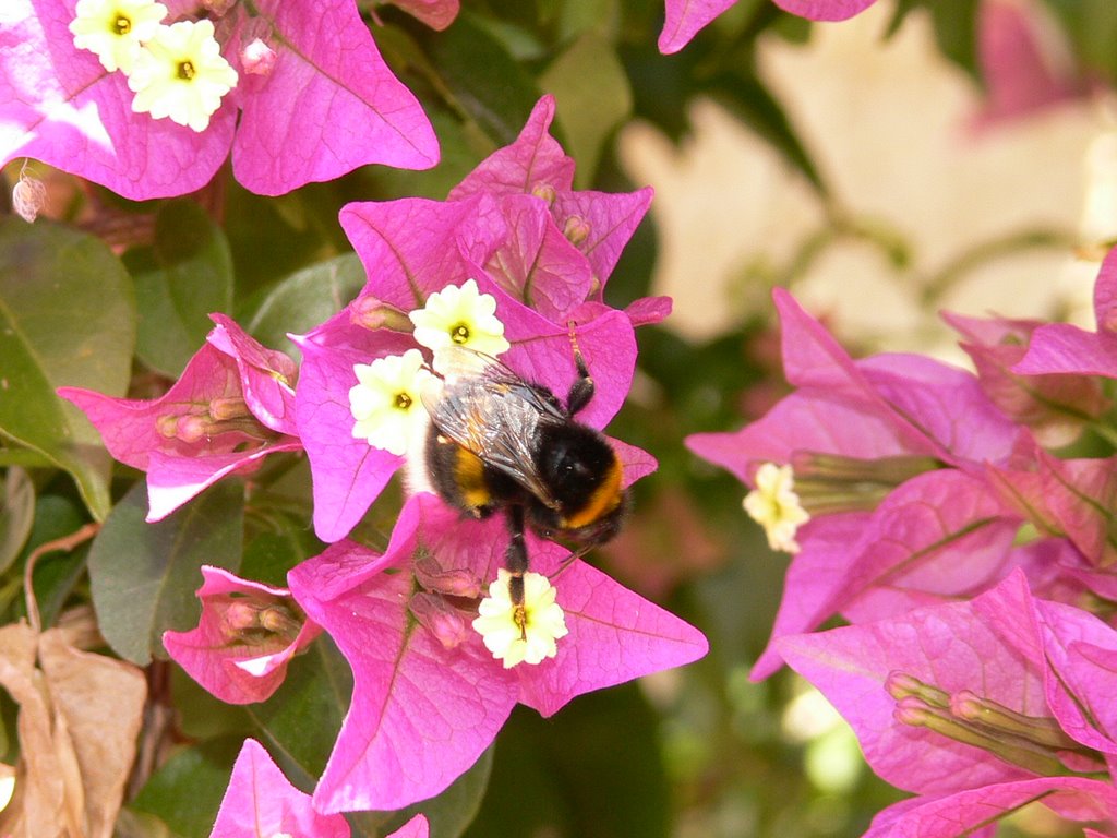 The Garden of Fine Scents: Bumble Bee at Work by palbane49