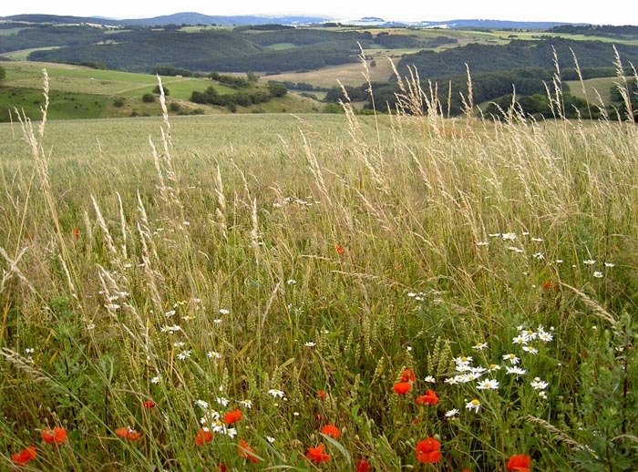 Panoramablick, Bergheim, Eifel-Landschaft by Heinrich von Nahlen …