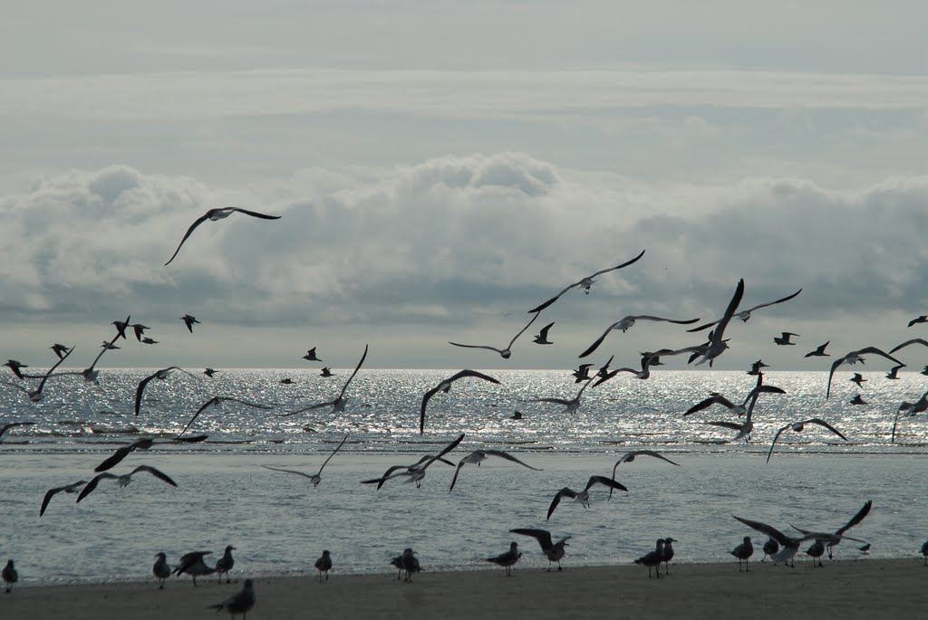 Seagulls and a Quicksilver Sea, Jekyll Island, Georgia by JohnDrew2