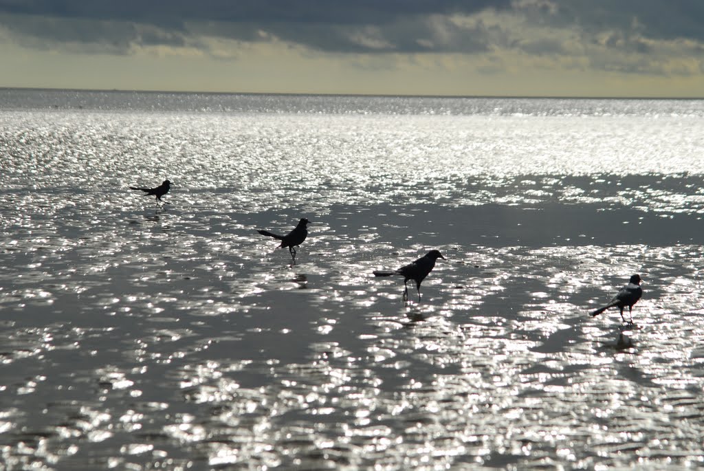 Grackles on Tidal Flats, Jekyll Island, Georgia by JohnDrew2