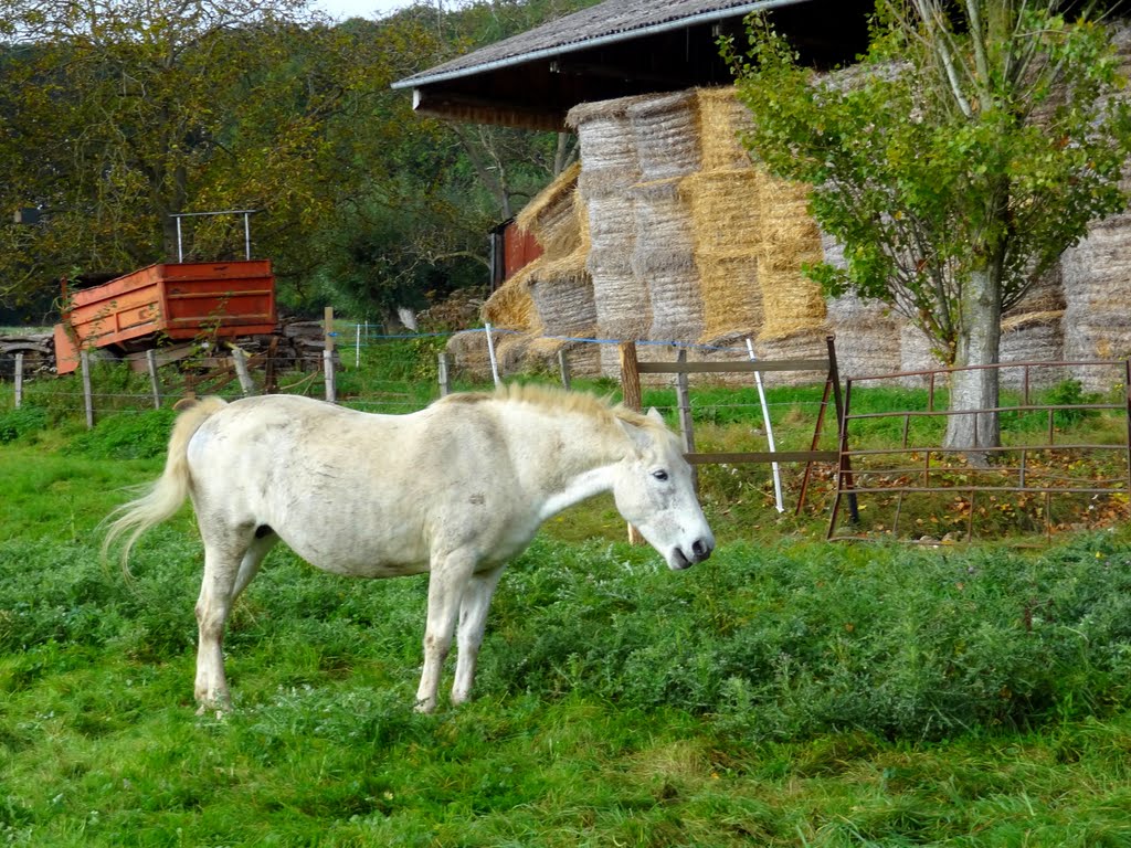 White horse by kleretnet