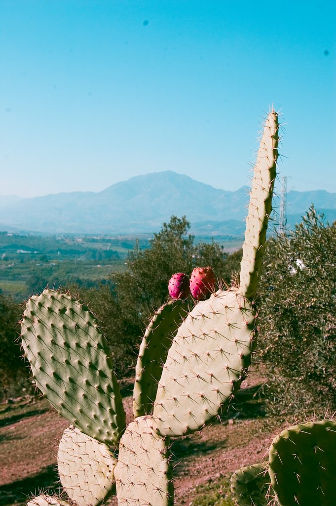 Cactus en flor by ramtto