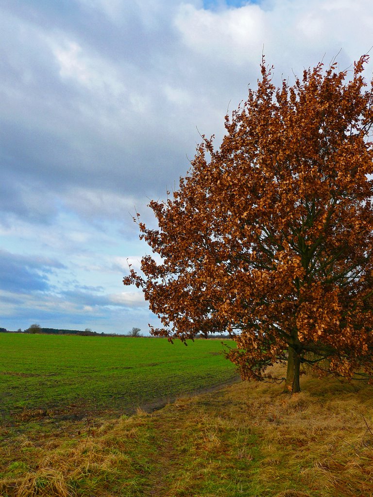 Roter Baum am Rande des Feldes by tumblr.tk