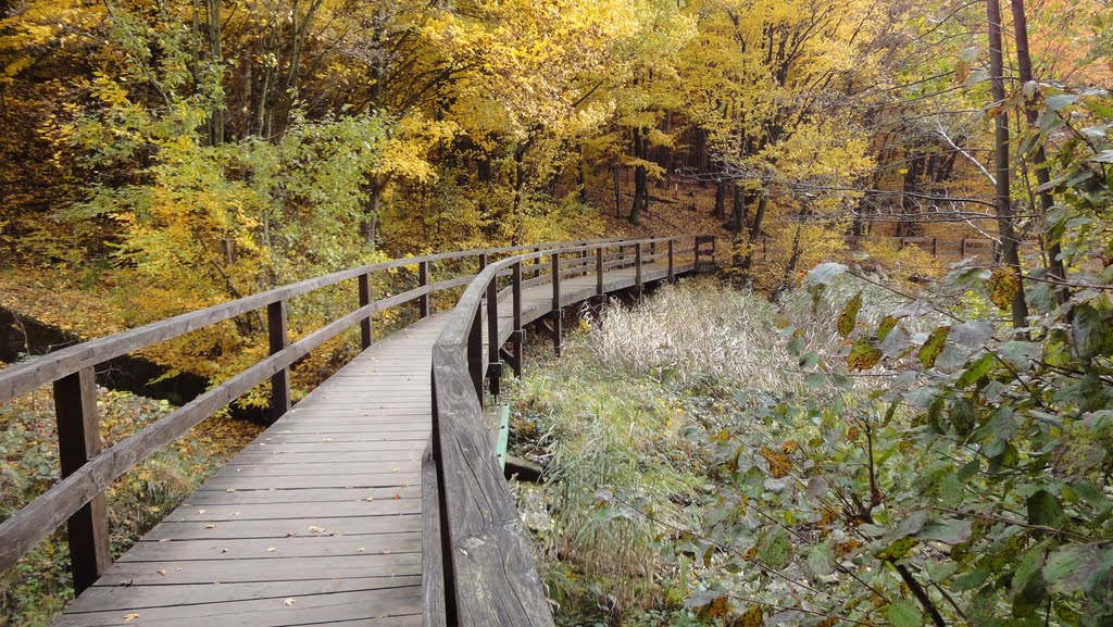 Holzbrücke am Saufang by kastep