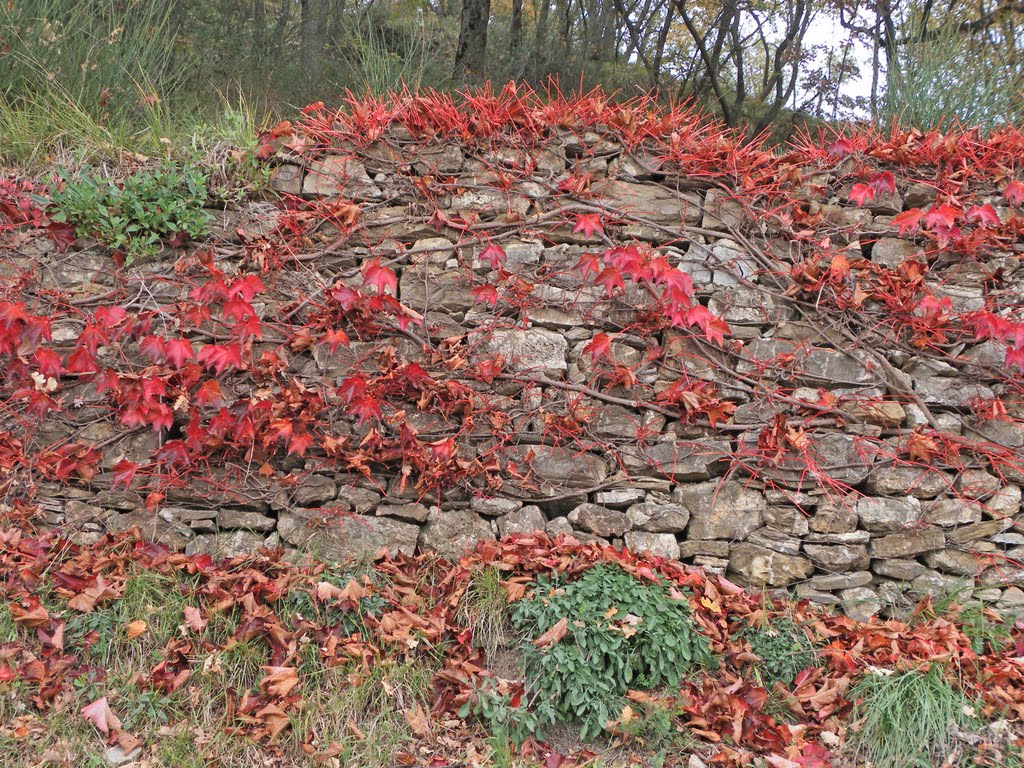 Muro a secco ad Arzeno-comune di Cesio-Imperia by albertoandsil