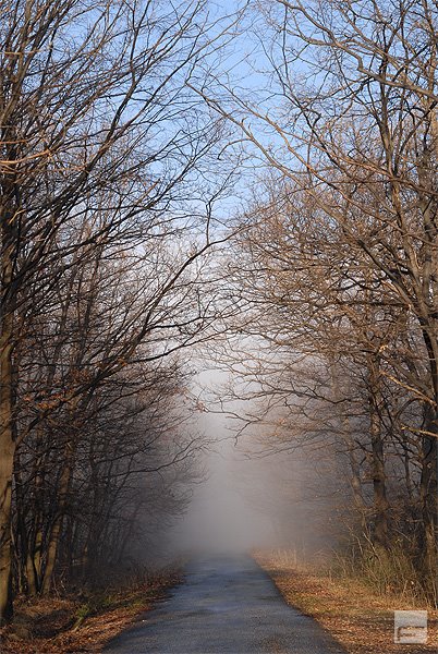 Sylvan road from Pilisszentlászló to Visegrád by Balint F Gyula